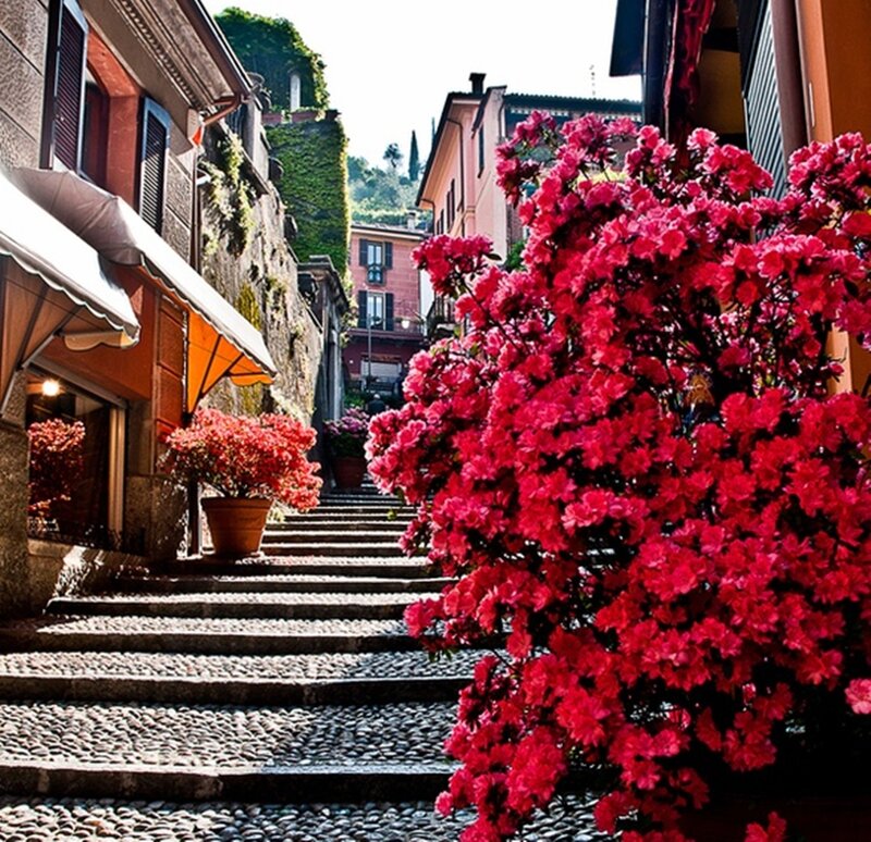 Red Flowers on Stone Steps