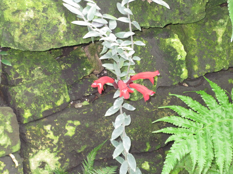 Red Flowers on Stone Wall — Green
