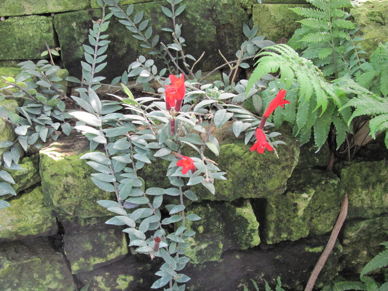 Red Flowers on Stone Wall
