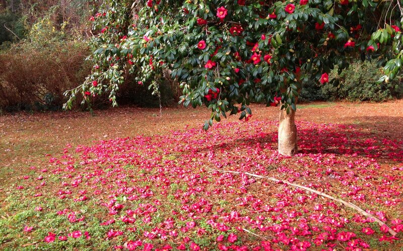 Red flowers on the ground