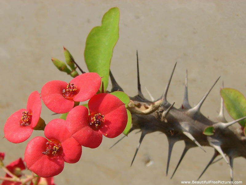 Red Flowers on Thorny Branch