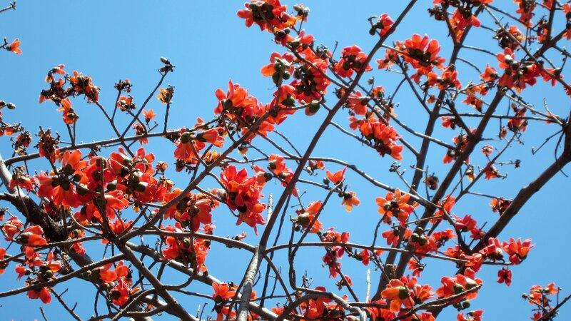 Red Flowers on Tree Branches — Orange