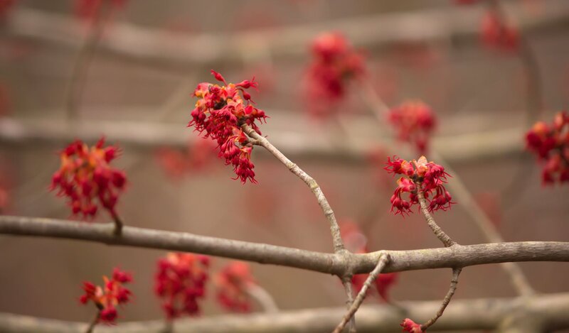 Red flowers on tree branches