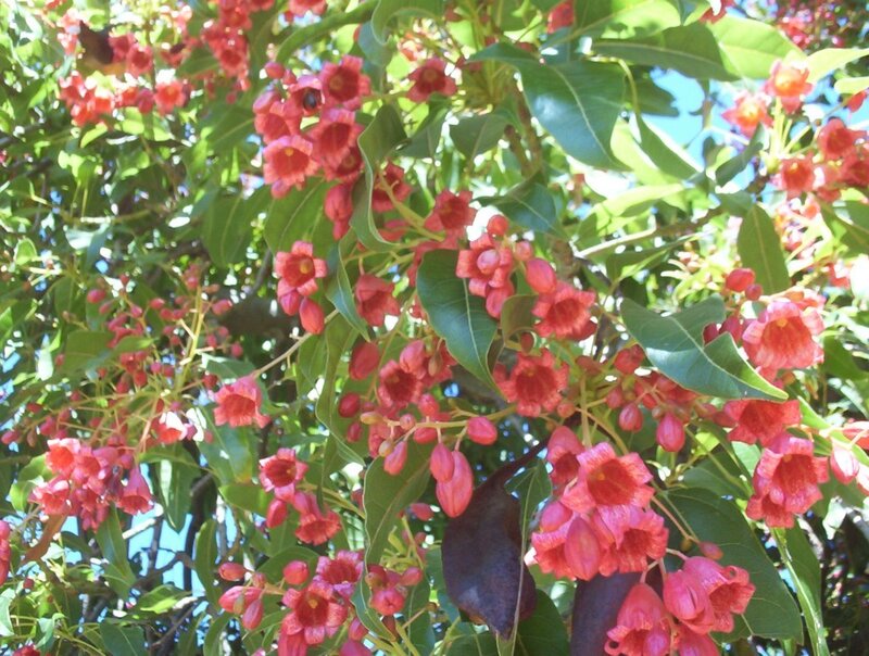 Red Flowers on Tree — Bright, Afternoon