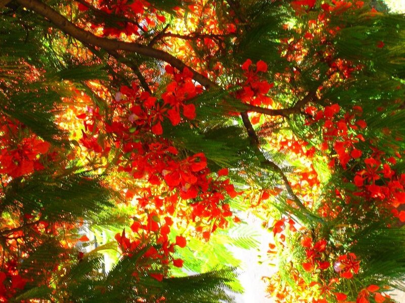 Red Flowers on Tree — Bright