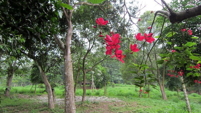 Red Flowers on Tree — Green