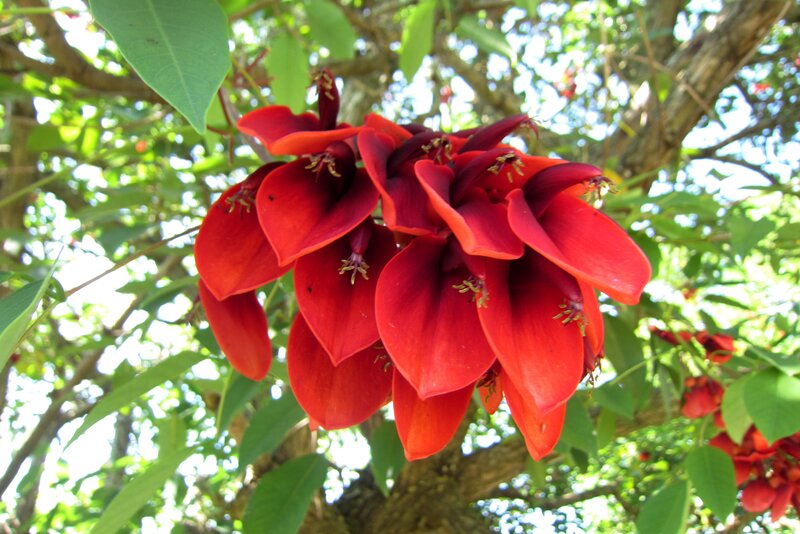 Red Flowers on Tree — Natural, Afternoon