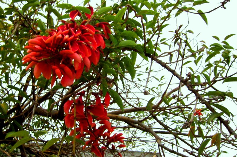 Red Flowers on Tree — Natural