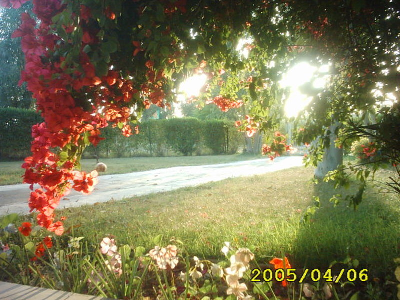 Red Flowers on Tree