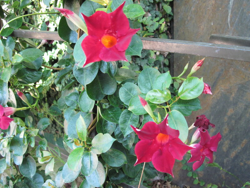 Red Flowers on Vine — Natural