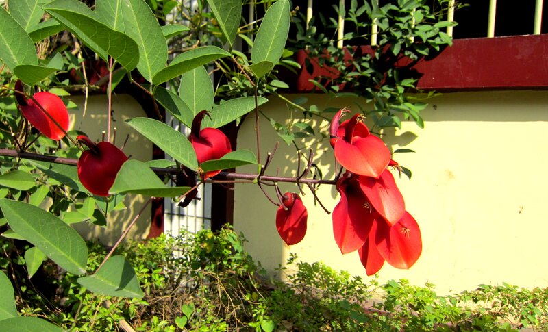 Red Flowers on Vine