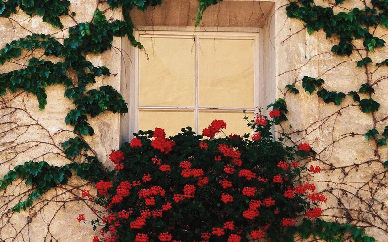 Red Flowers on Wall — Serene