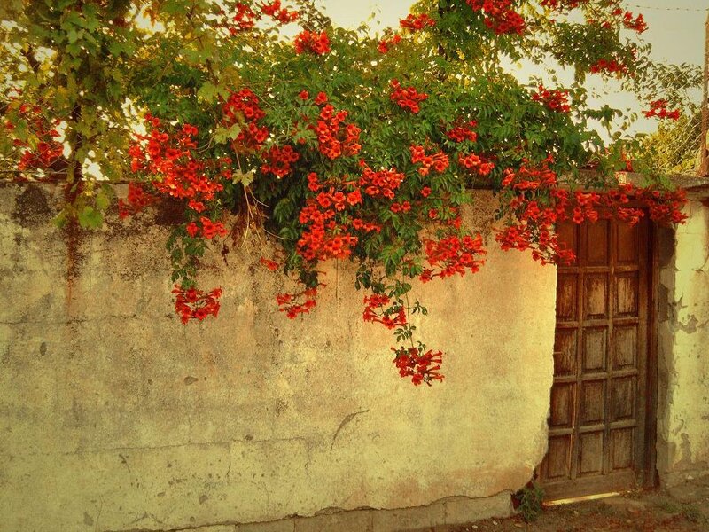 Red Flowers on Wall
