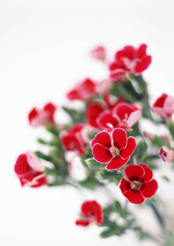 Red flowers on white background
