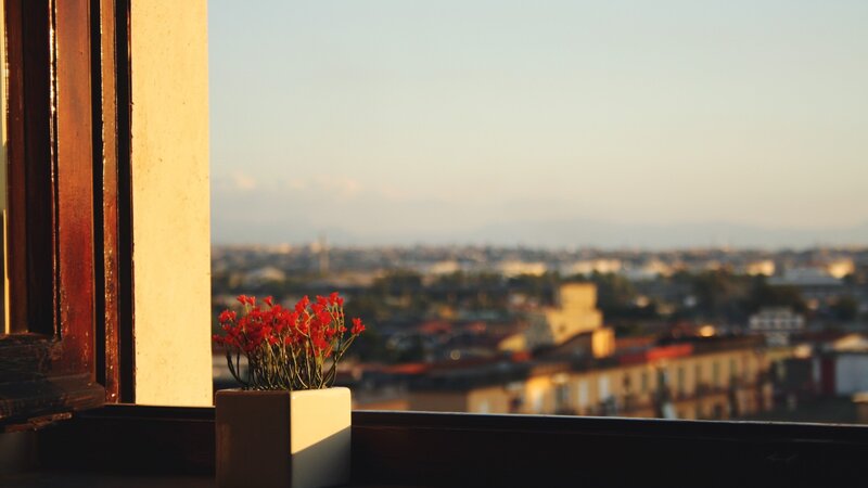 Red Flowers on Windowsill