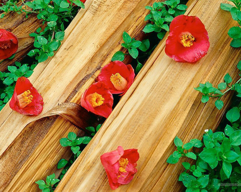 Red Flowers on Wood — Natural