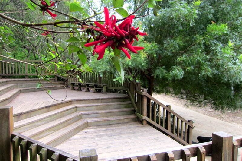 Red Flowers on Wooden Deck