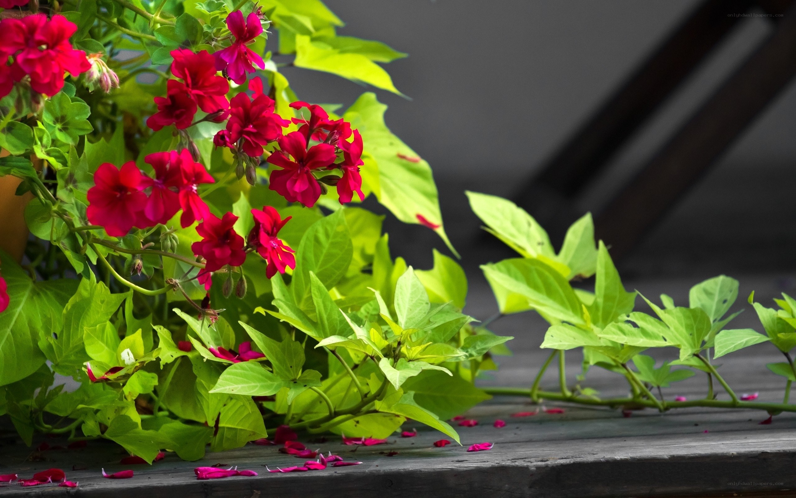 Red flowers on wooden surface