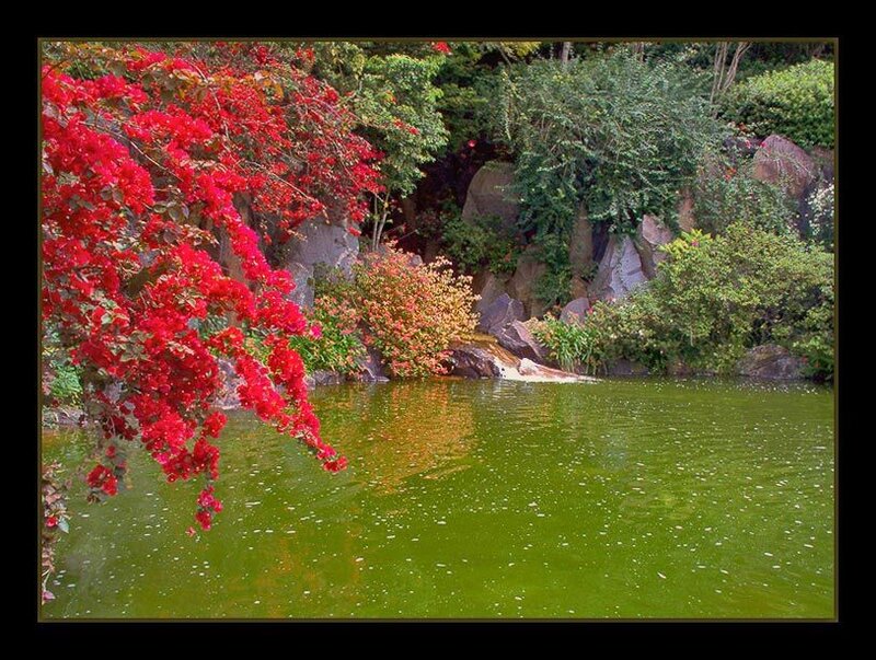 Red Flowers over Pond