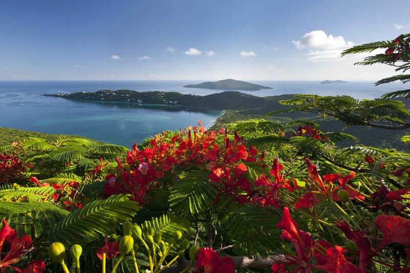 Red Flowers Overlooking Bay — Serene, Afternoon