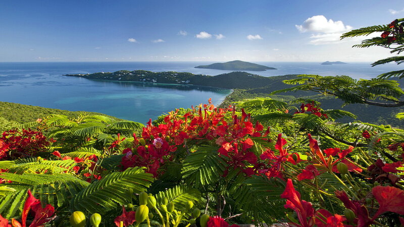 Red Flowers Overlooking Bay — Serene