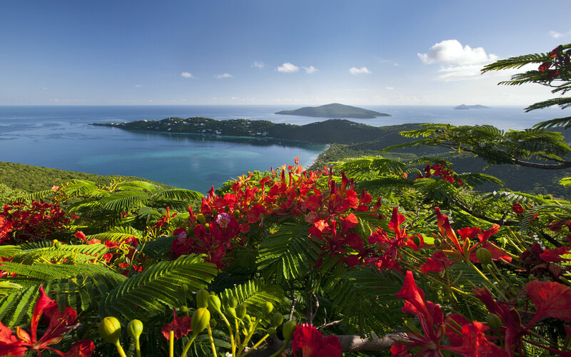 Red Flowers Overlooking Bay