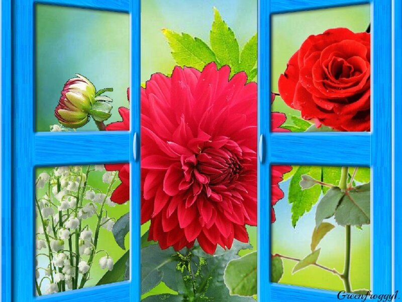 Red Flowers Through Window