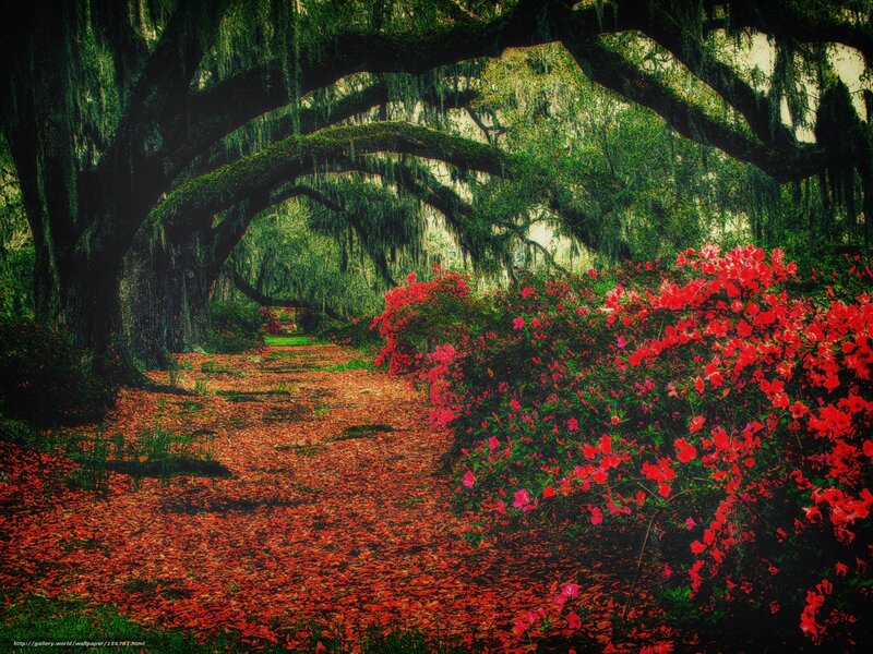 Red flowers under oak arches