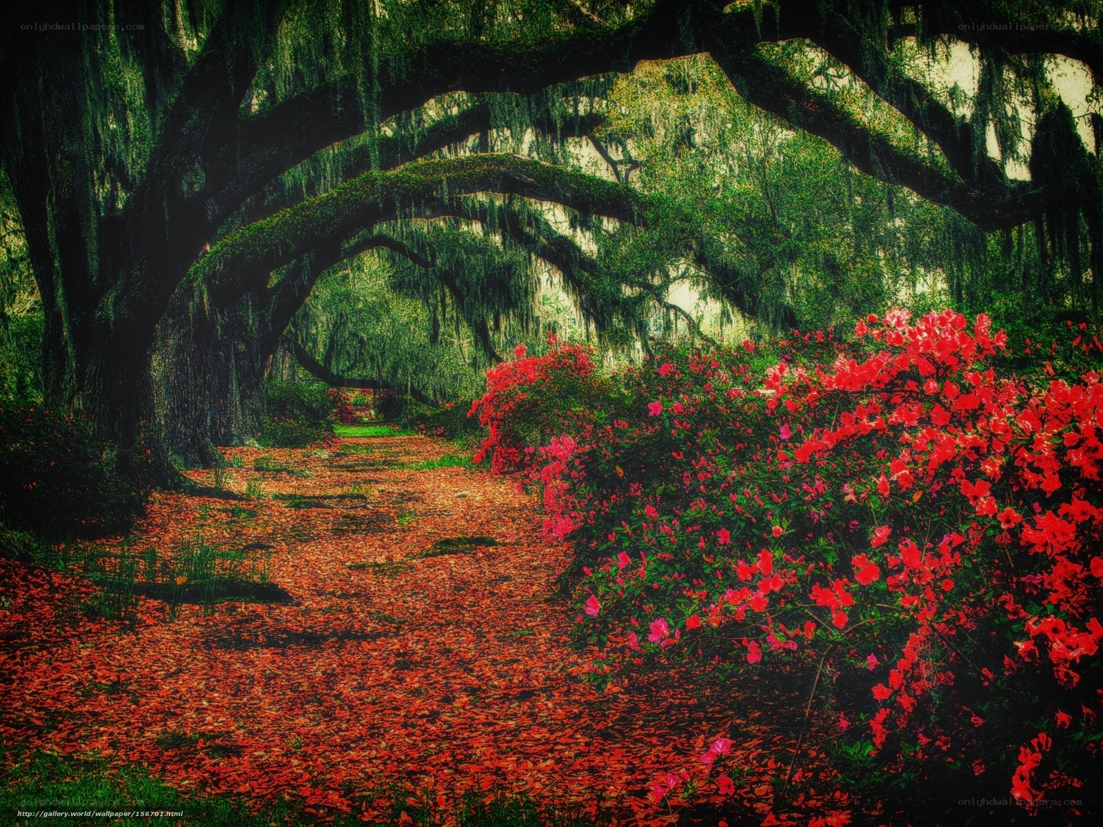 Red flowers under oak arches