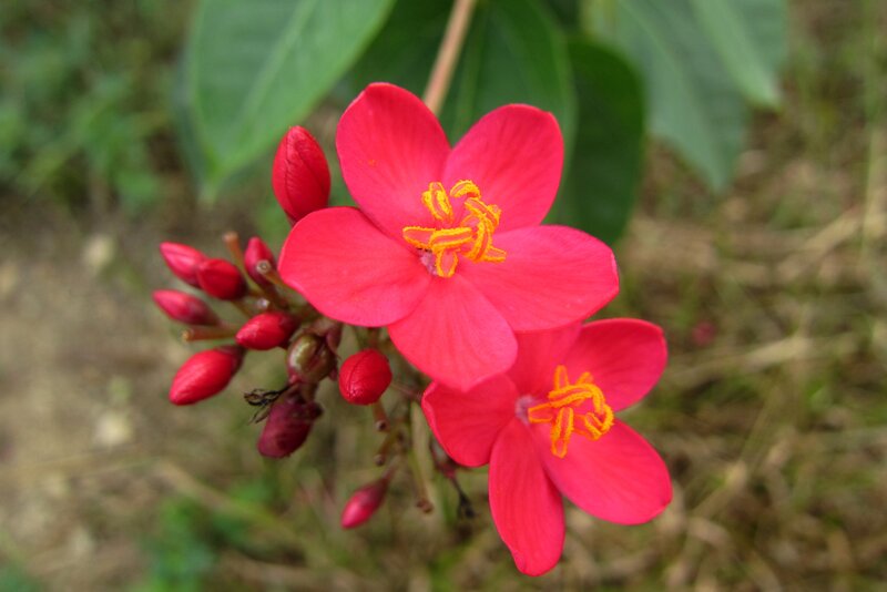 Red Flowers with Buds
