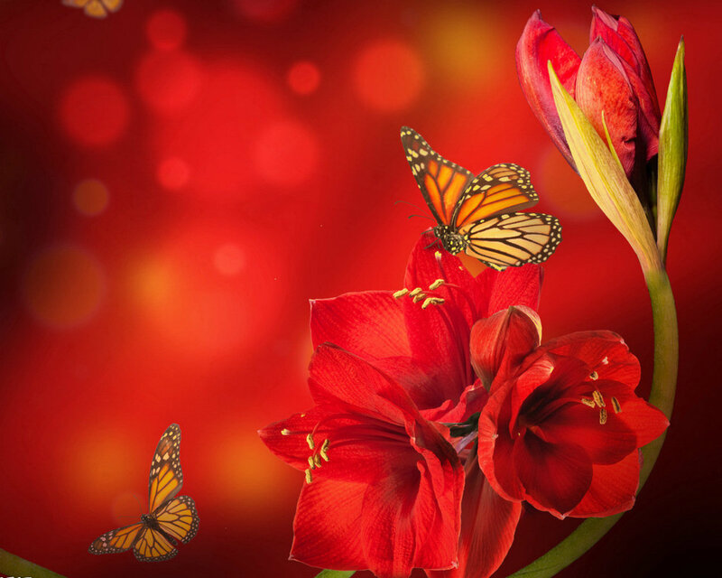 Red Flowers with Butterflies — Vibrant, Photograph