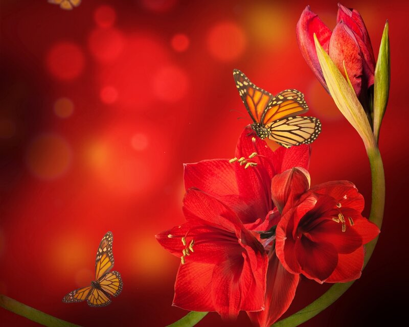 Red Flowers with Butterflies — Vibrant