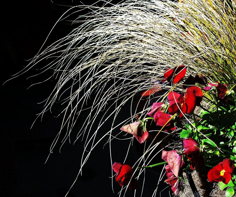 Red flowers with feathery grass
