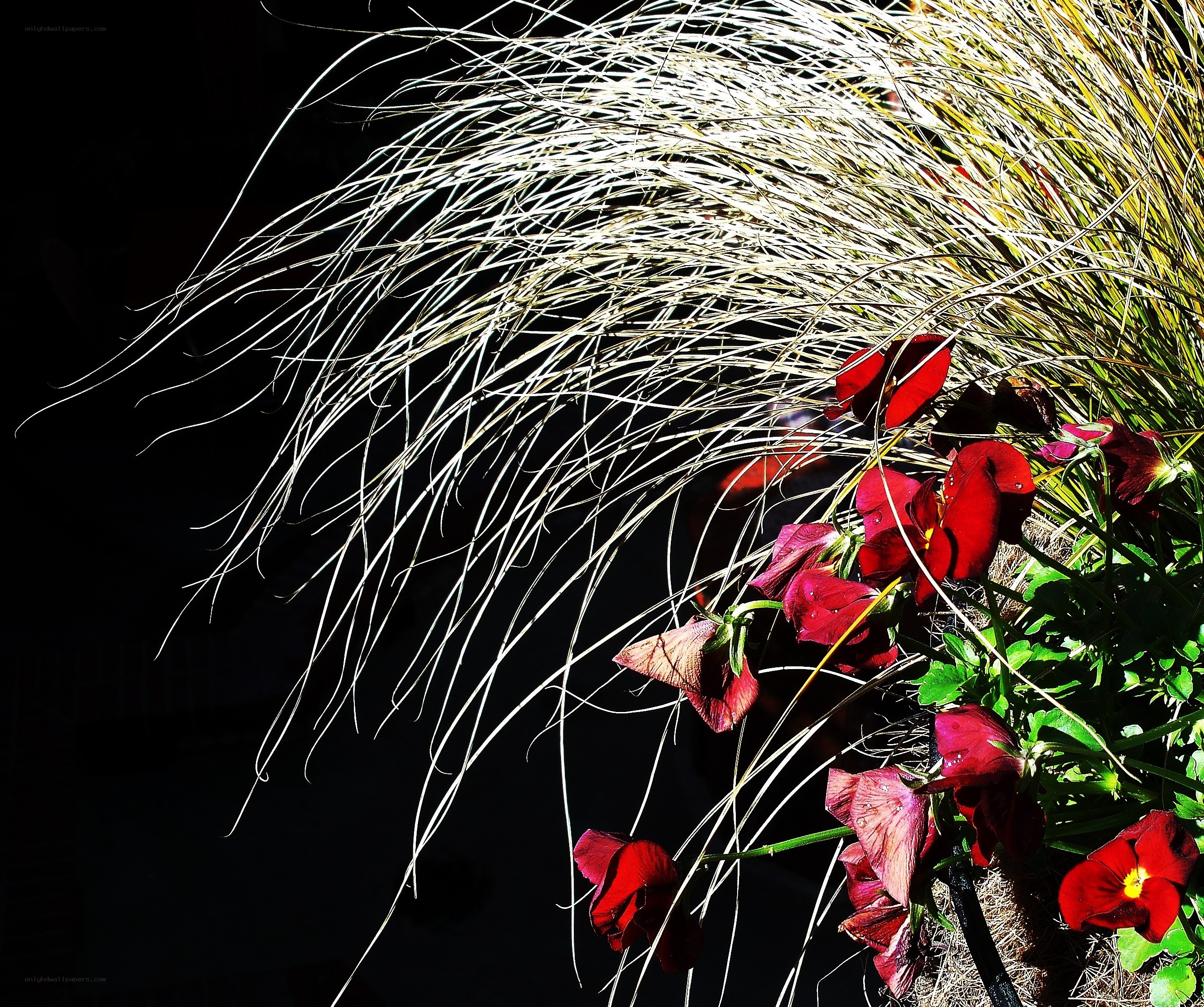 Red flowers with feathery grass