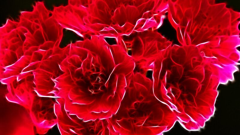 Red Flowers with Glowing Edges — Dramatic