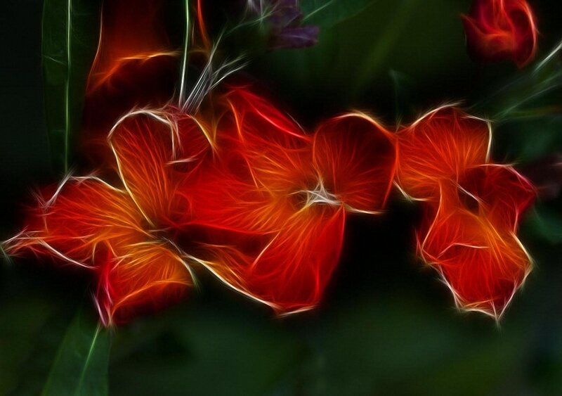 Red Flowers with Glowing Edges