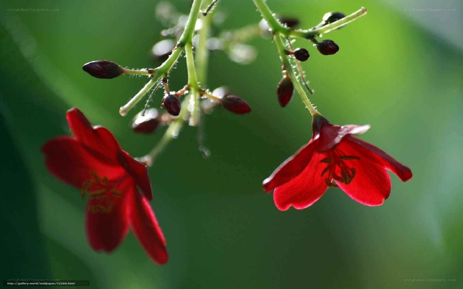 Red flowers with green background