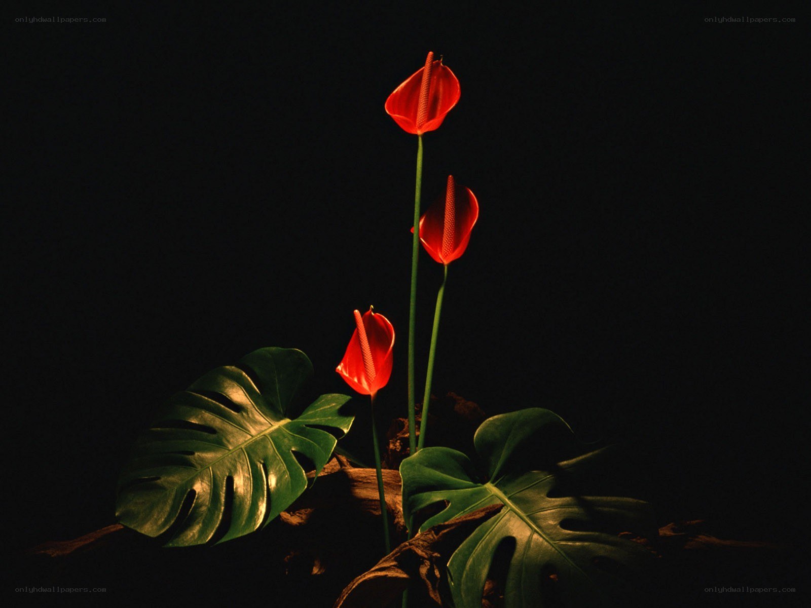 Red flowers with green leaves
