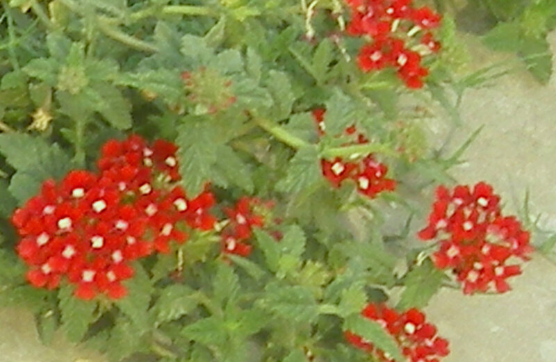 red flowers with green leaves