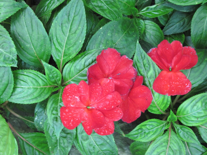 Red Flowers with Green Leaves — Natural