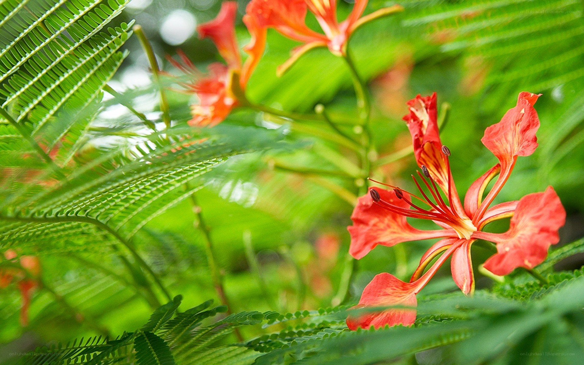 Red flowers with green leaves