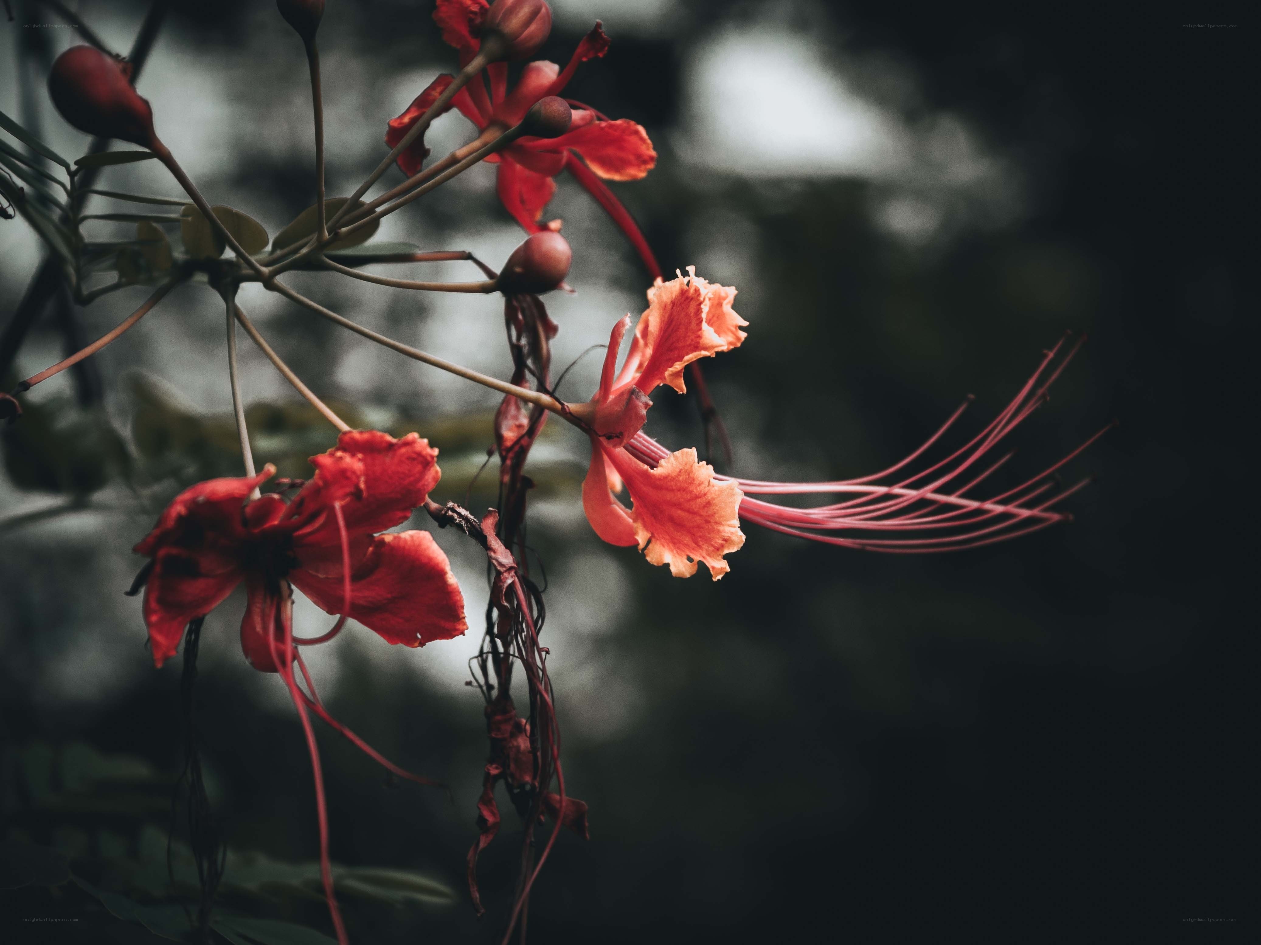 Red flowers with long stamens