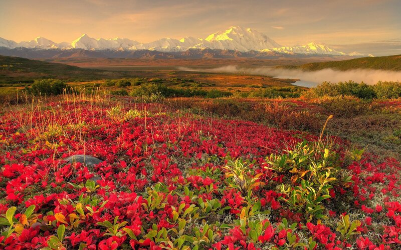 Red flowers with mountain backdrop
