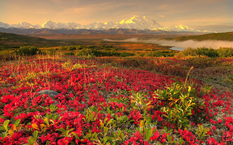 Red flowers with mountain backdrop