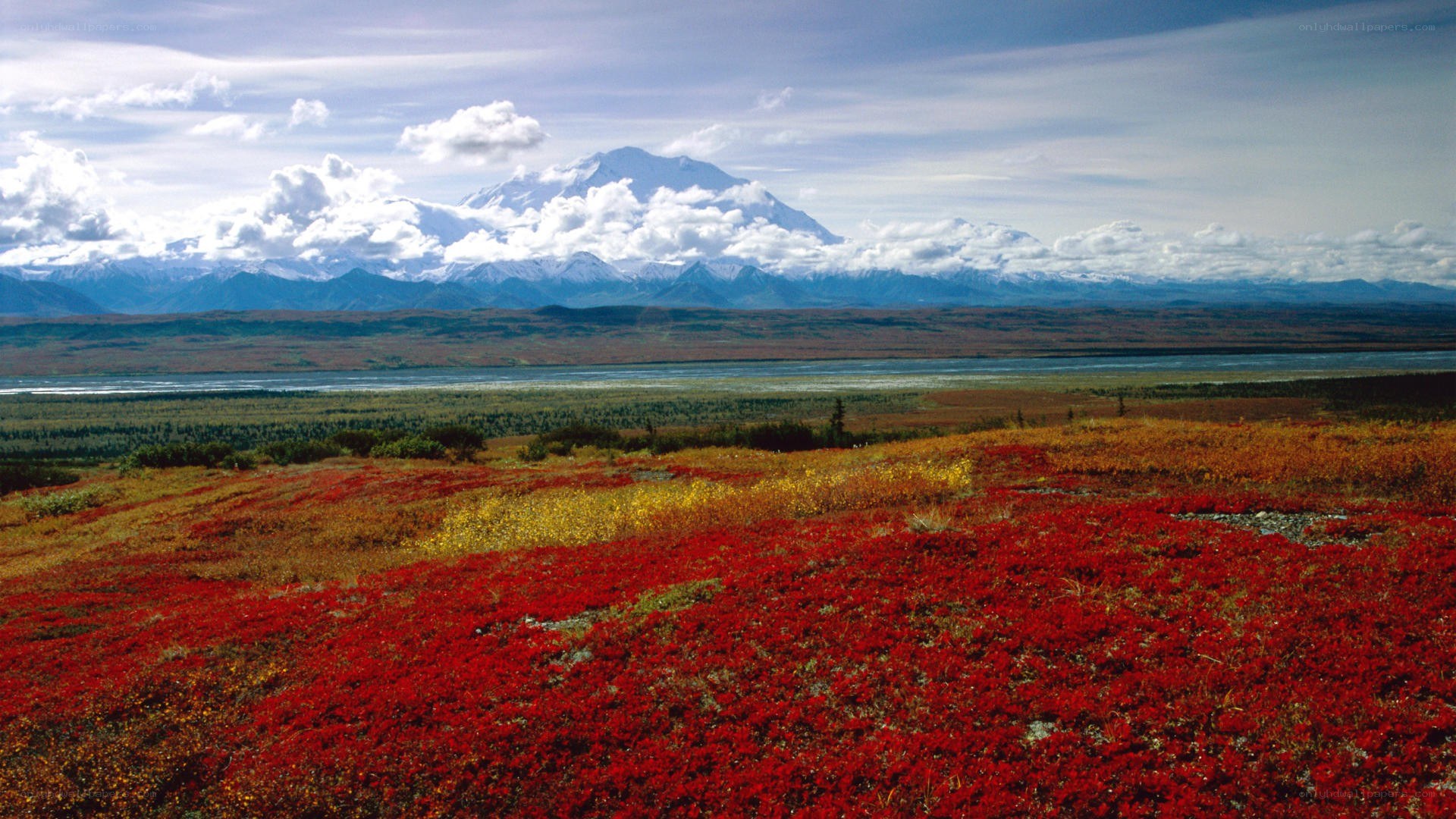 Red flowers with mountain view