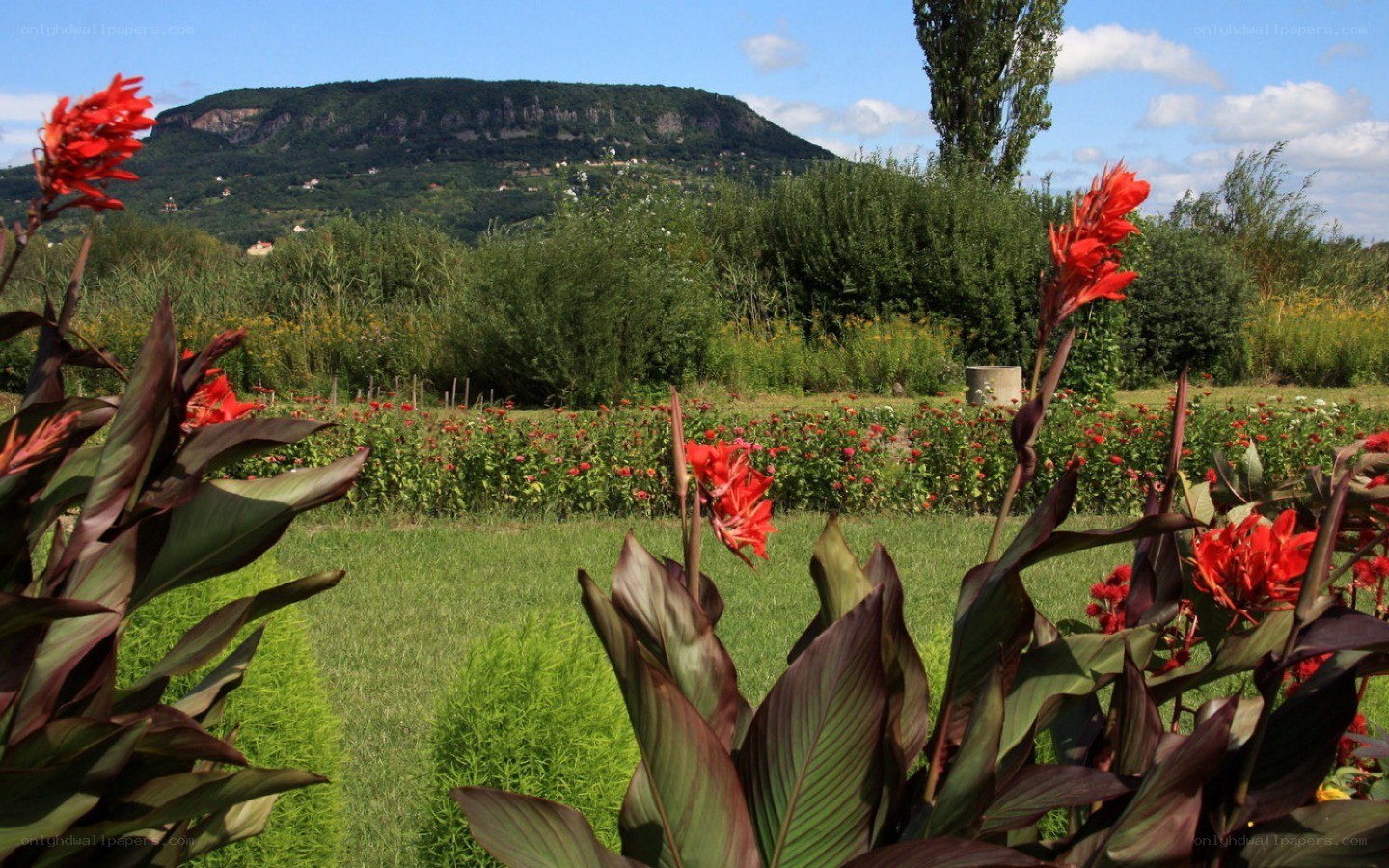 Red flowers with mountain view