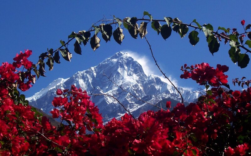 Red flowers with mountain view