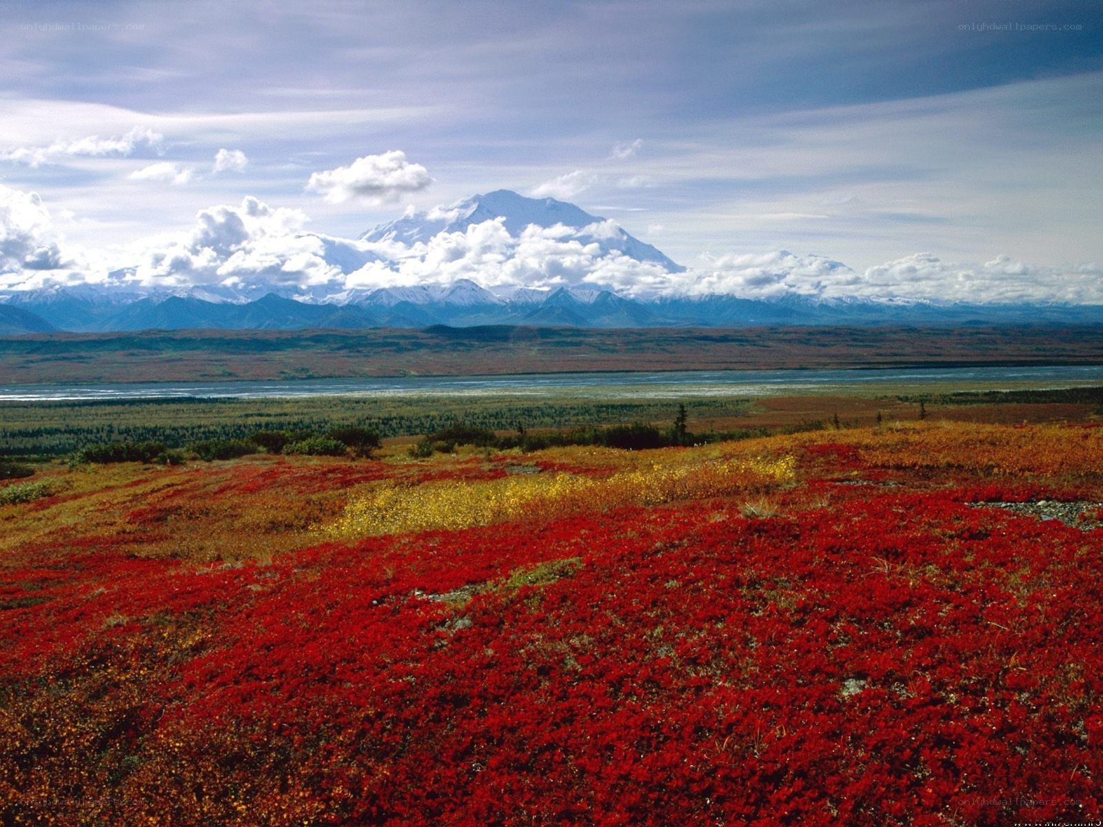 Red flowers with mountain view
