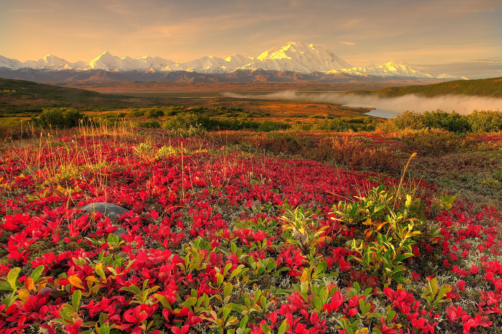 Red flowers with mountain view