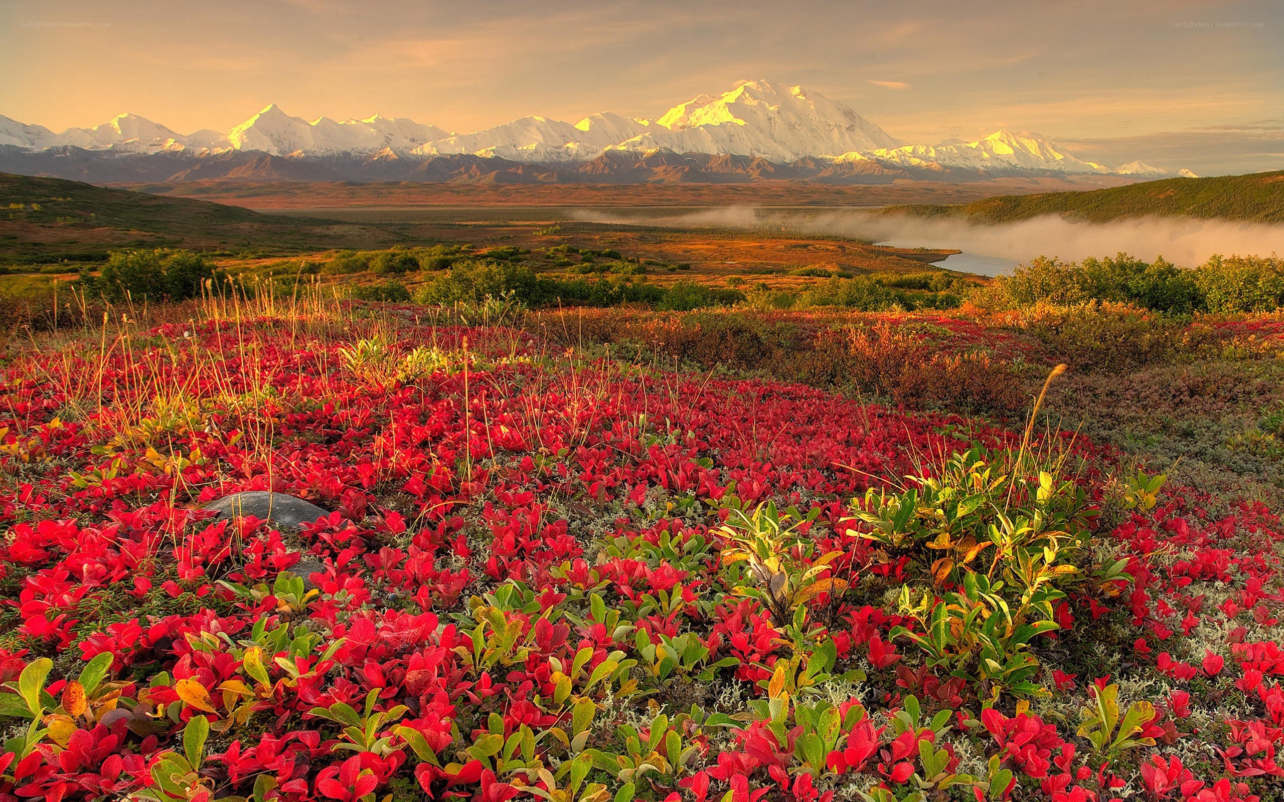 Red flowers with mountain view